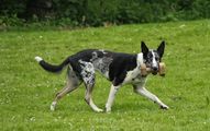 kliknutím zvětšit fotografii fotky ZKO