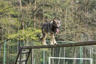 kliknutím zvětšit fotografii fotky ZKO