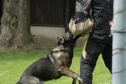 kliknutím zvětšit fotografii fotky ZKO